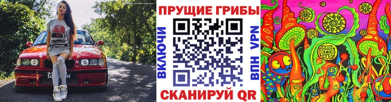 Галлюциногенные грибы Psilocybe Талдом